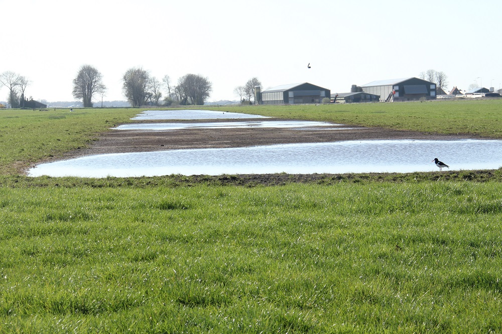 Overijsselse boeren verbeteren het leefgebied van weidevogels