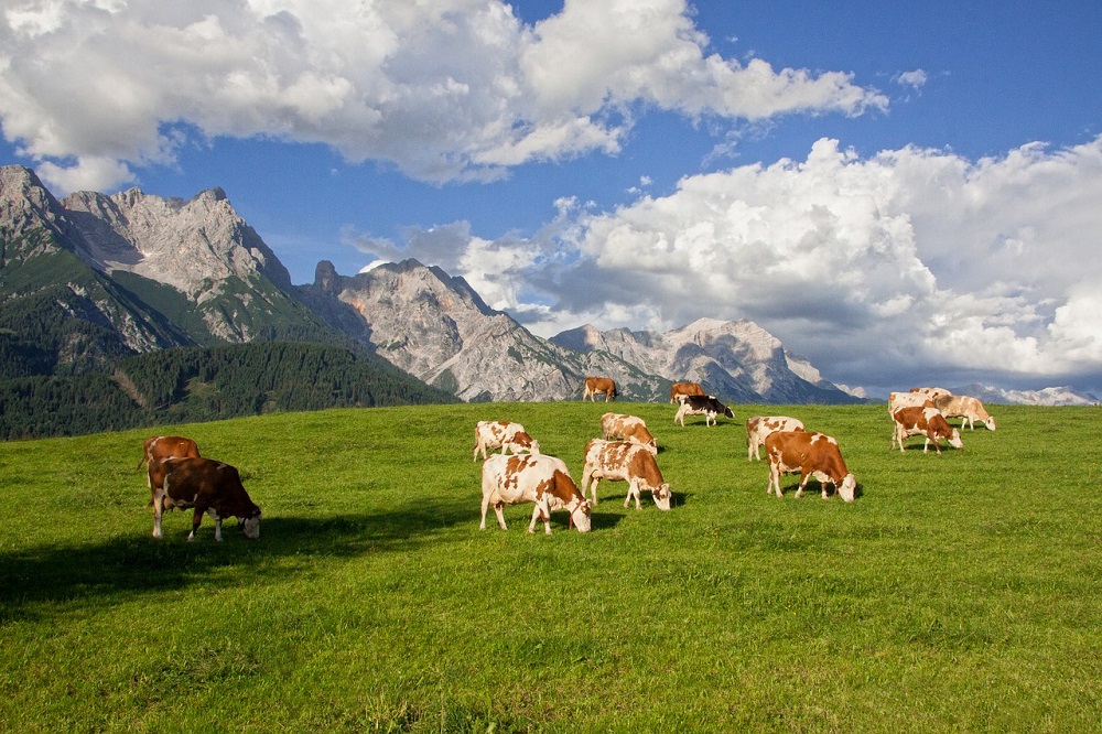 Zuivelindustrie Oostenrijk: Meer hooimelk, minder melkveebedrijven