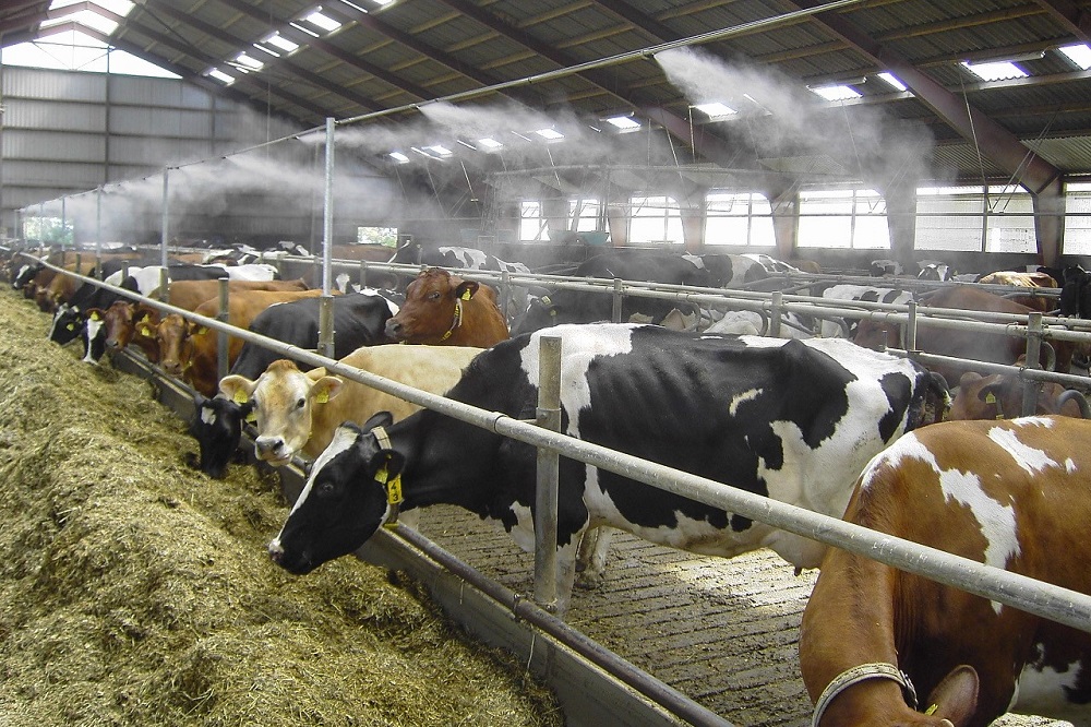 Voorkom hittestress met ventilatoren en koelingssystemen