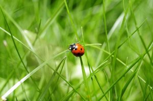 Meer insecten waargenomen op kruidenrijke weilanden in Friesland