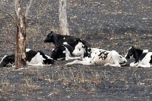 Emigratie naar Australië niet zonder uitdagingen