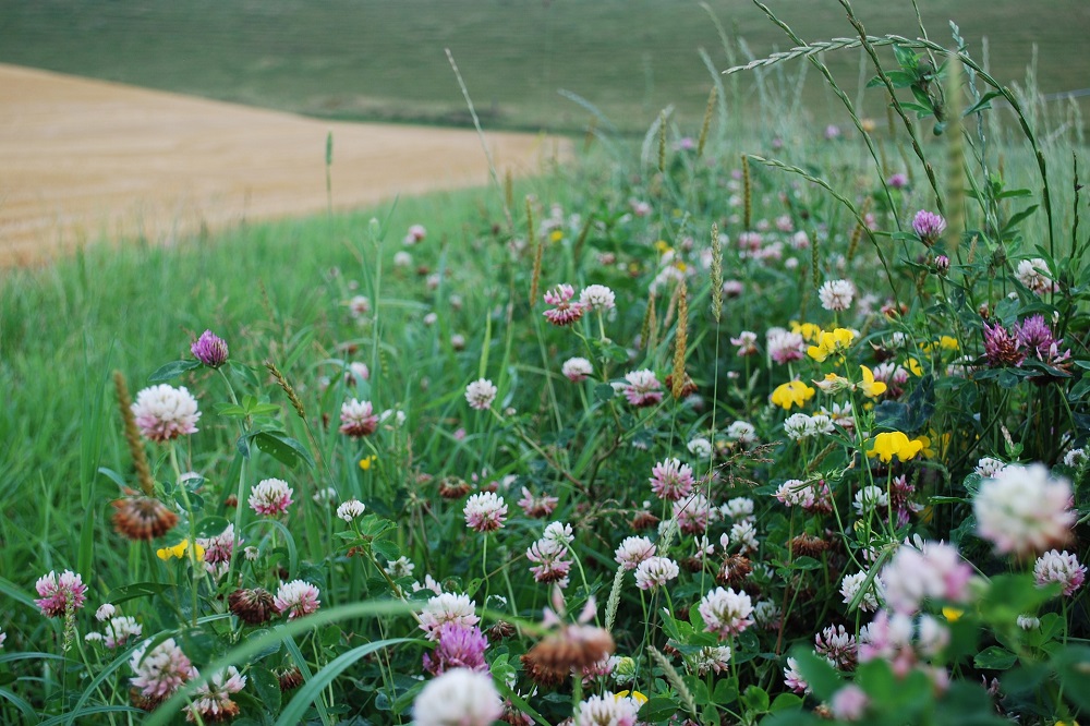 Boeren en tuinders werken samen aan sterkere biodiversiteit