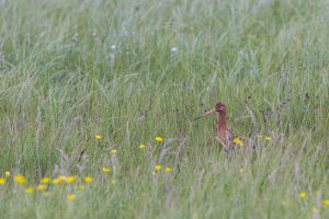 In Nederland is ruim 800.000 ha grasland in beheer bij melkveehouders. Hoe is op deze grote oppervlakte de biodiversiteit te verhogen via de inzet van precisiebemesting? V