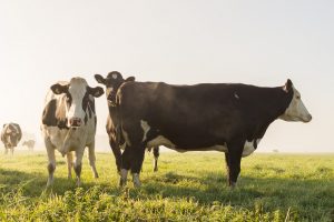 Biologische melkveehouderij kan de stikstofcrisis verkleinen