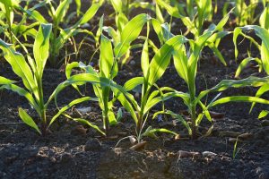 Drie tips voor het zaaien van biologische mais