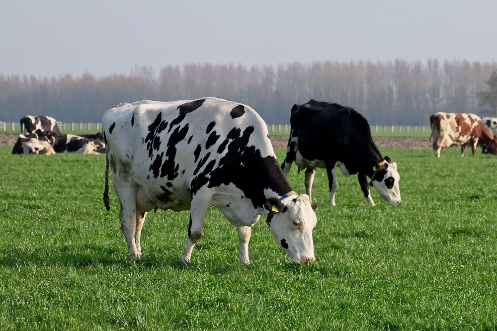 Saldo melkveehouderij eerste kwartaal gedaald