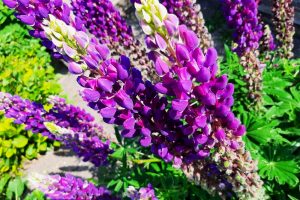 Andes Lupine: dé oplossing voor soja-import?