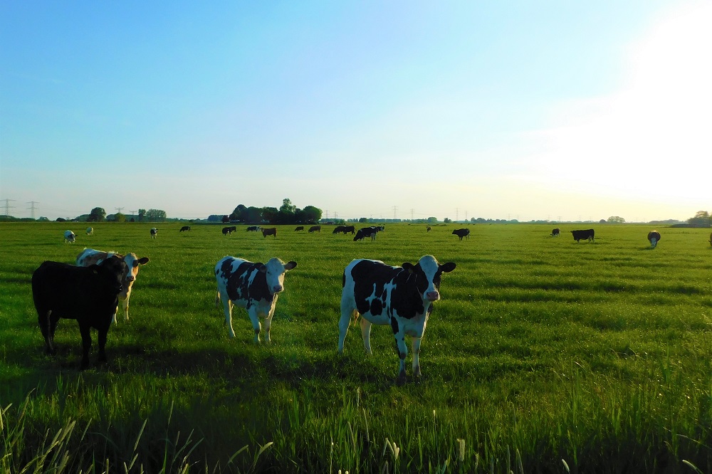 Tegenvallend ruw eiwit in het gras