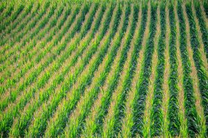 Stikstofvanggewas na maïs: bodemverbeteraar en stikstofbron