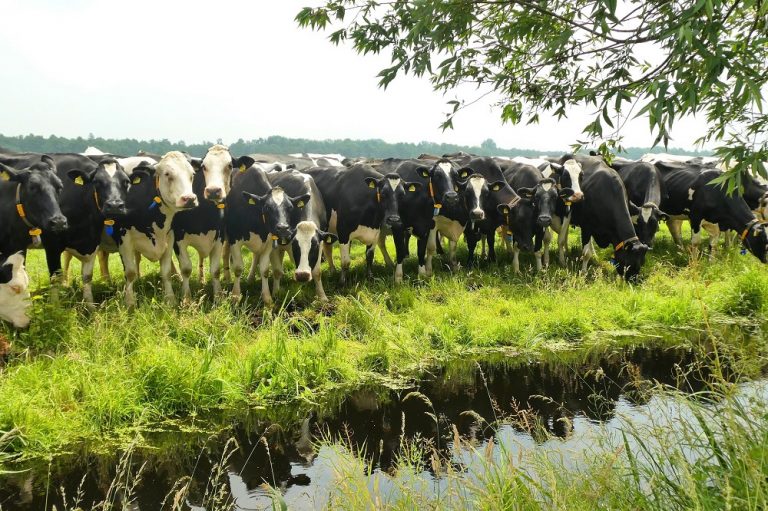 Blauwalg aangetoond in oppervlaktewater