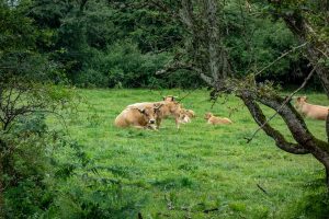 Herkomst melk op etiket niet langer verplicht in Frankrijk