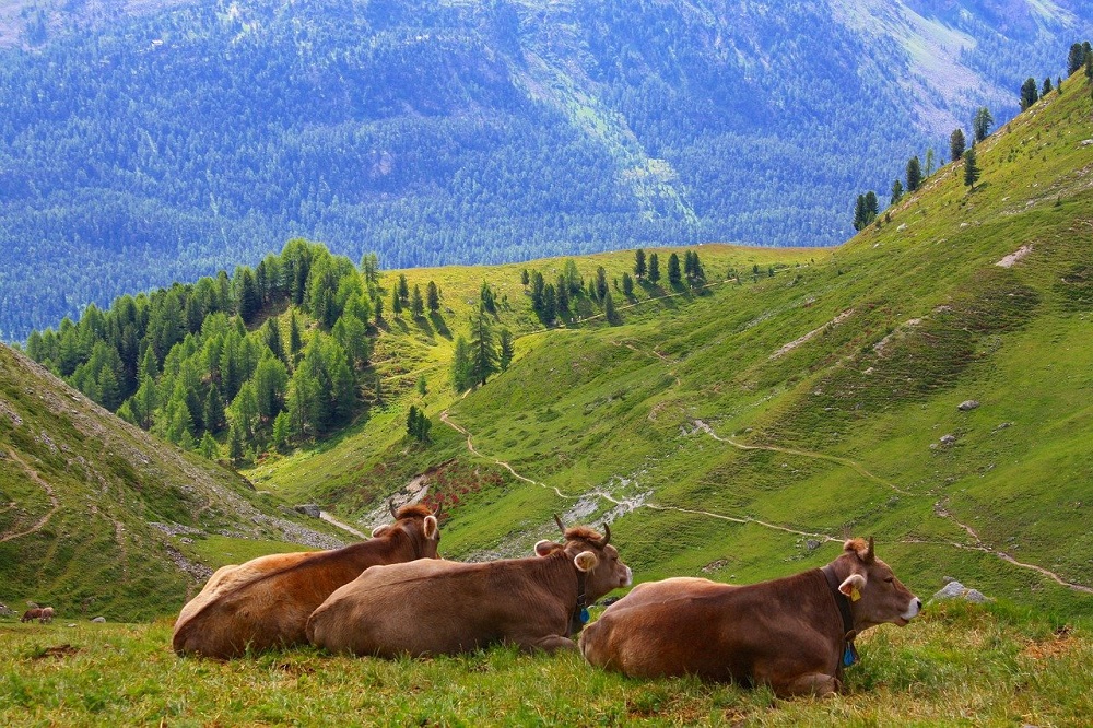 Pesticideban in Zwitserland gaat niet door: meerderheid stemt tegen