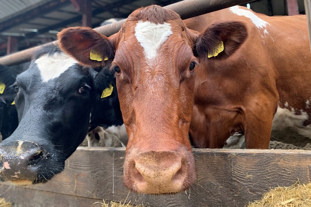Waarom is fosfor belangrijk voor uw melkvee?