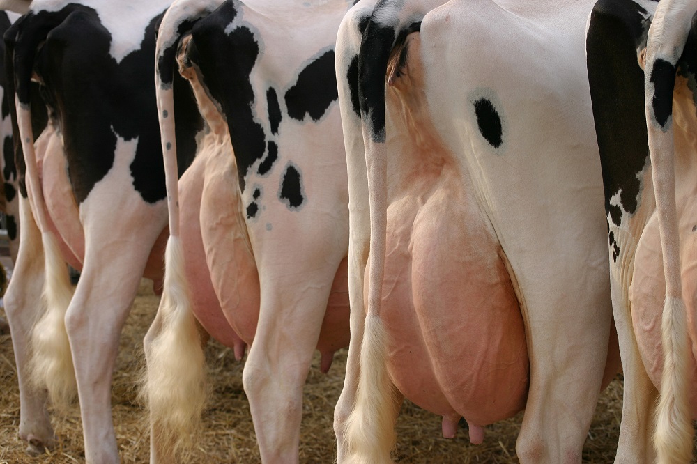 Melkproductie verbeteren? Elimineer klauwproblemen!