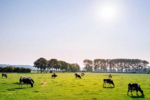 De verborgen kosten van hittestress kunnen enorm zijn