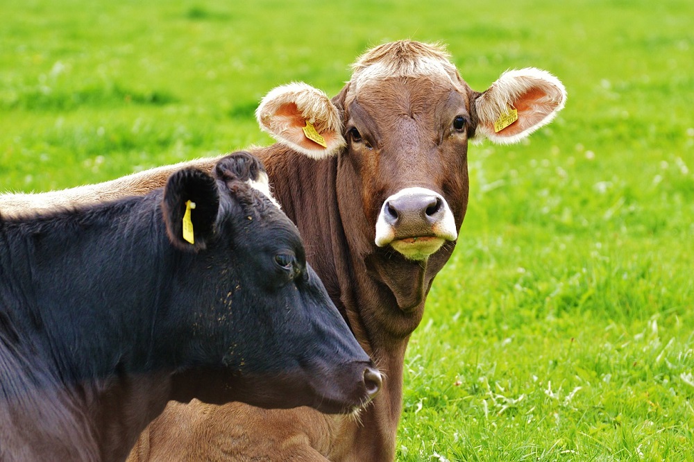 VRIS training voor belangstellenden op melkveehouderijbedrijven