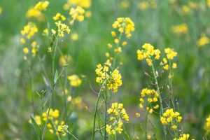 Groenbemesters in de winter, doen of juist niet?