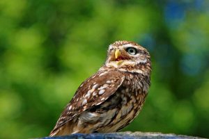 Broedvogels doen het in Nederland beter dan in Europa