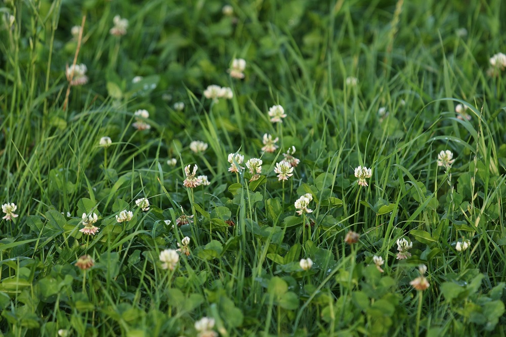 Houd kalivoorziening op peil in grasklavermengsels