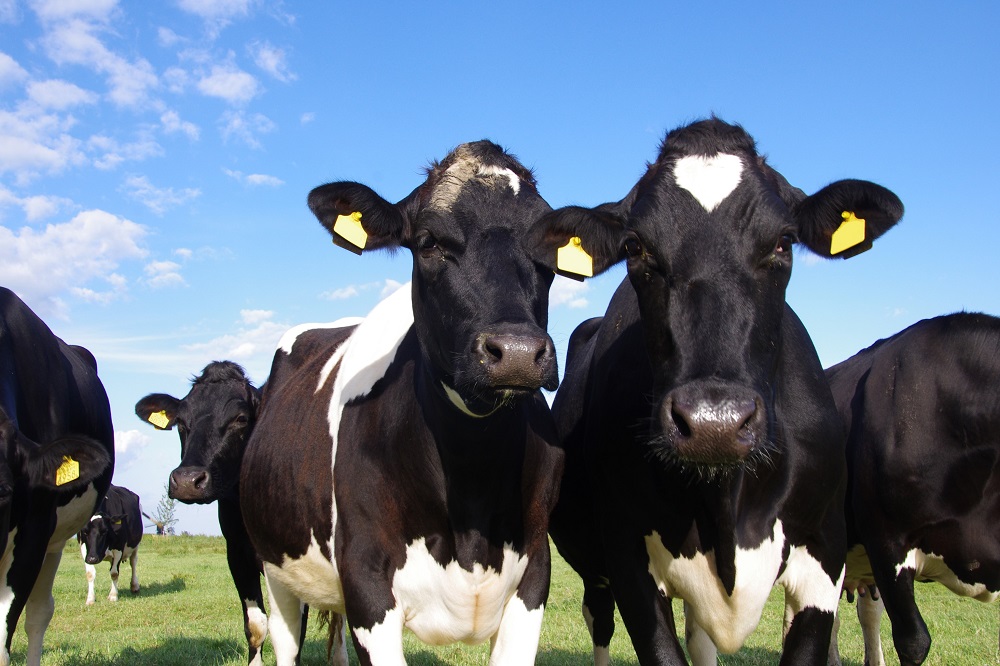 Uddercheck®: weet welke mastitisverwekkers er op uw bedrijf een rol spelen