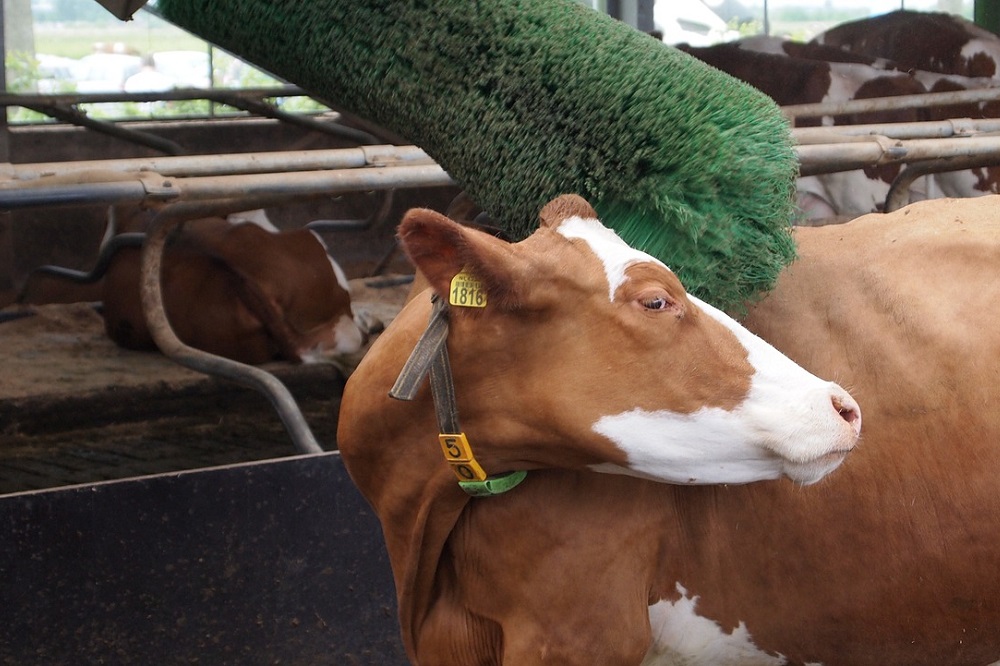Zeldzame rassen: Hebben oud-Nederlandse runderrassen de toekomst? - roodbont fries vee