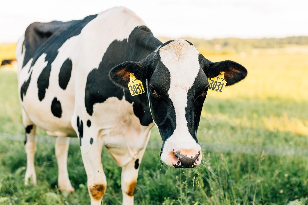 Waarom is fosfor belangrijk voor uw melkvee?
