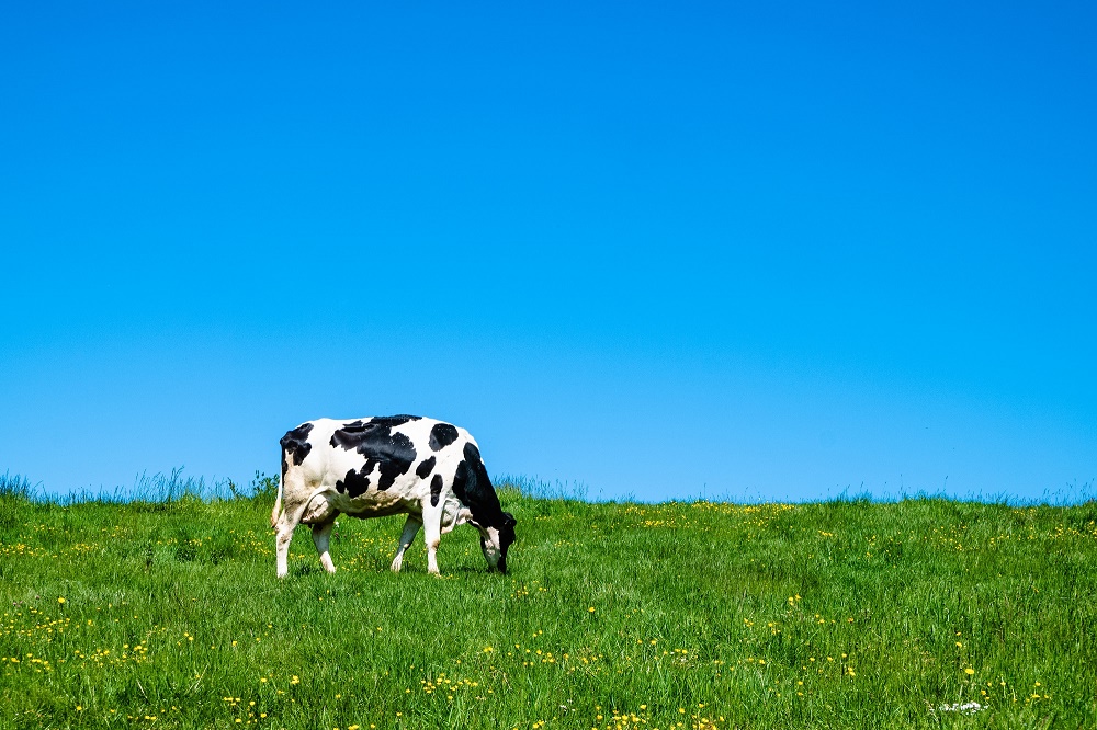 Wat doet een melkveehouder als een koe aan de nageboorte blijft staan?