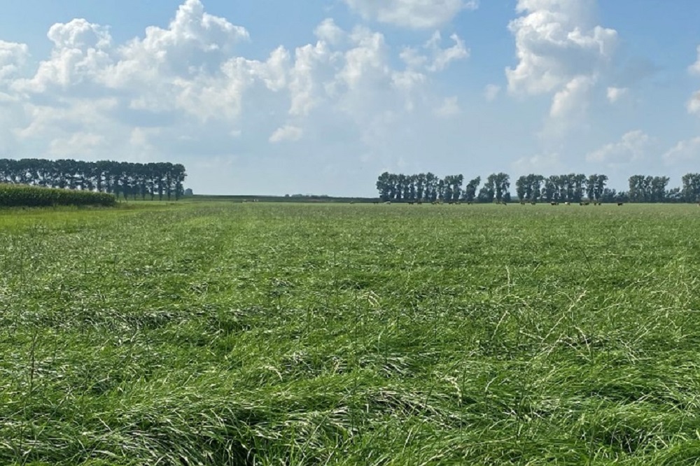 Wat zijn de optimale omstandigheden voor onkruidbestrijding in grasland in het najaar?