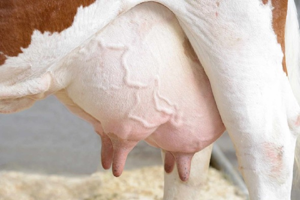 Terugkerende mastitis, een frustrerend probleem