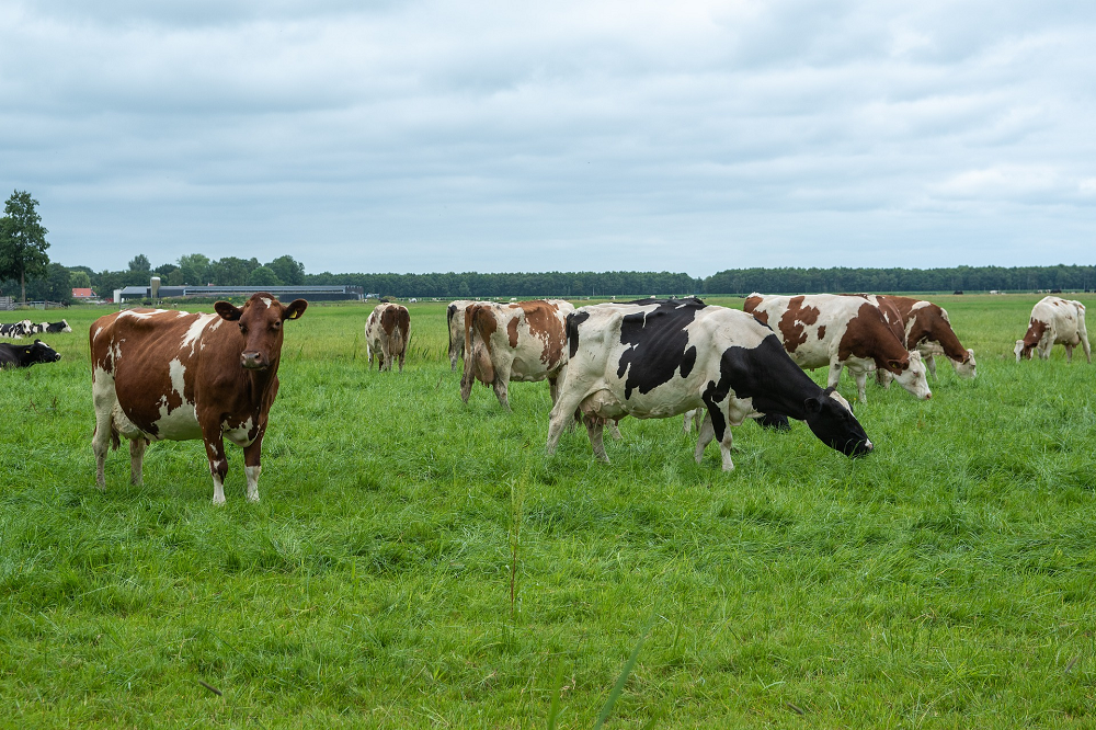 Haal dit najaar meer uit uw ruwvoer!