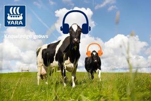 Podcast: Topfitte koe dankzij seleniumbemesting