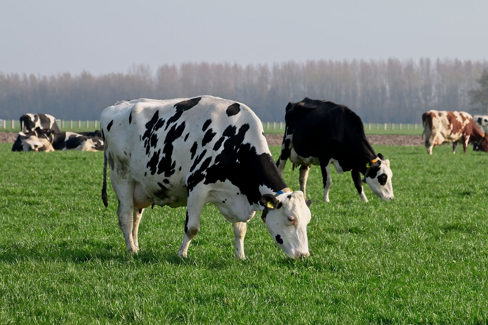 Verzuring in het maagdarmkanaal en de stofwisseling van melkkoeien