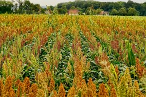 Sorghum: Korrelzetting in sommige rassen minder door lage temperaturen