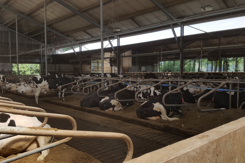 Gezonde koeien als basis schoon water