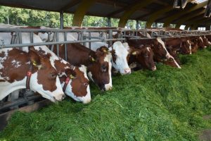 Biologisch melkvee in het najaar: hoe pak ik de voerstrategie aan?