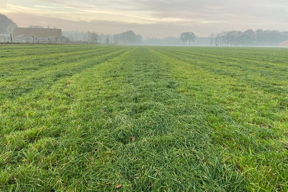 Maak van uw eiwitrijke herfstgras, een smakelijke kwaliteitskuil