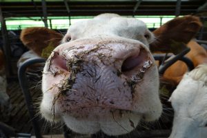 Saldo melkveehouderij onder druk: hoge kosten van voer en kunstmest