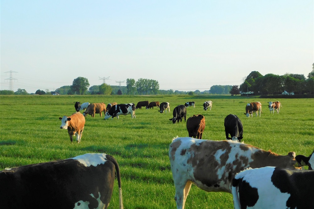 Maagdarmwormen: jongvee nog even laten weiden?