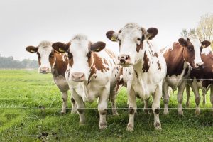 Albert Heijn wil naar volledig Nederlands vlees: meer perspectief voor dubbeldoelrassen