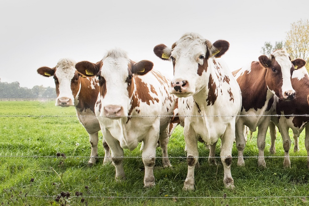 Albert Heijn wil naar volledig Nederlands vlees: meer perspectief voor dubbeldoelrassen