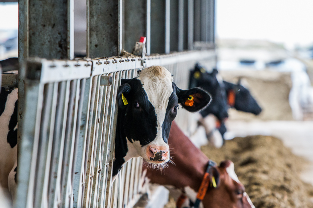 Exportkeuringen NVWA: Terugkoppeling naar ondernemer