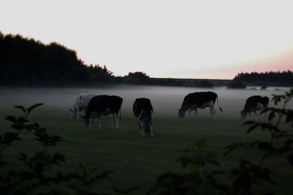 Hoge voederwaarde door jong gras