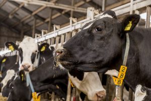 Mineralen zijn van invloed op je melkproductie: ken jij de laatste richtlijnen voor sporenelementen en vitamines?