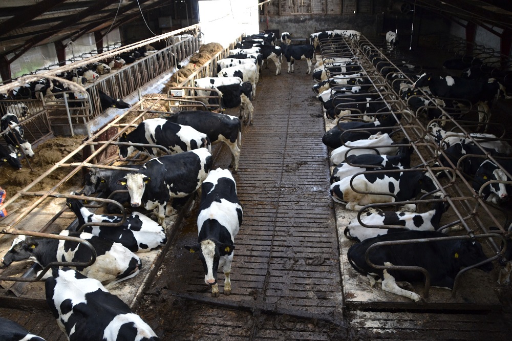 SFR onderzoekt methaanproductie van melkvee