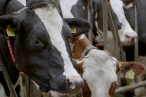 Hoe effectief omgaan met terugkerende mastitis?