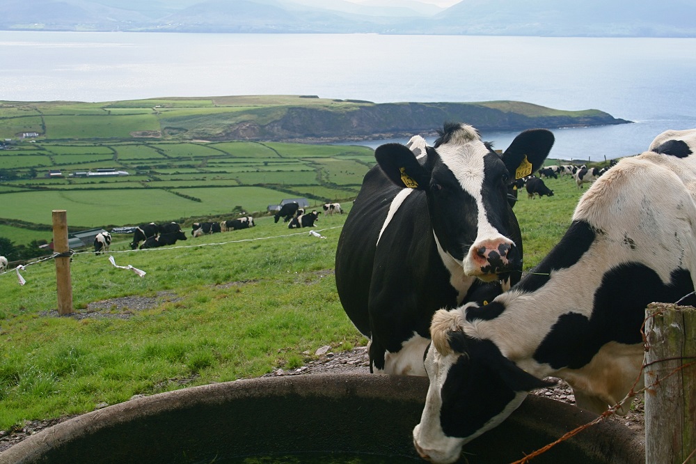 Ierse melkproductie blijft stijgen