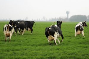 Weidegang koeien op melkveebedrijven neemt opnieuw verder toe