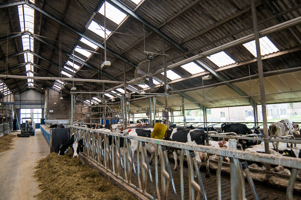 Inkomen melkveehouders stijgt door hogere melkprijs ondanks hogere kosten