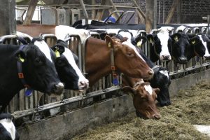 Met een mengteelt van graan en erwten bespaar je op de aankoop van eiwit