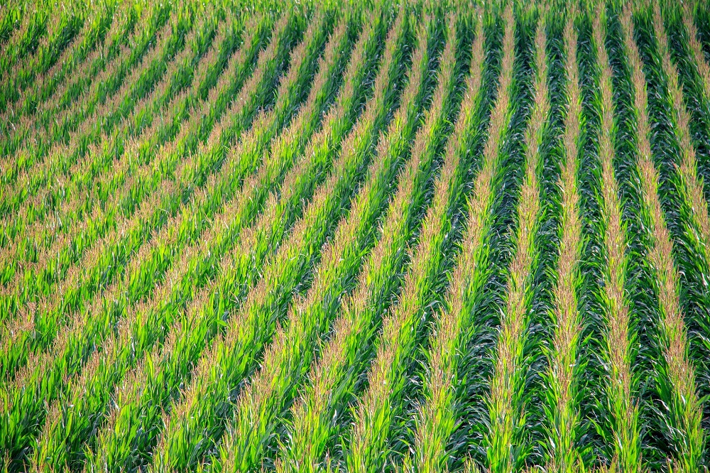 Maïscampagne gestart: veel belangstelling voor digitale teeltservice Agrility